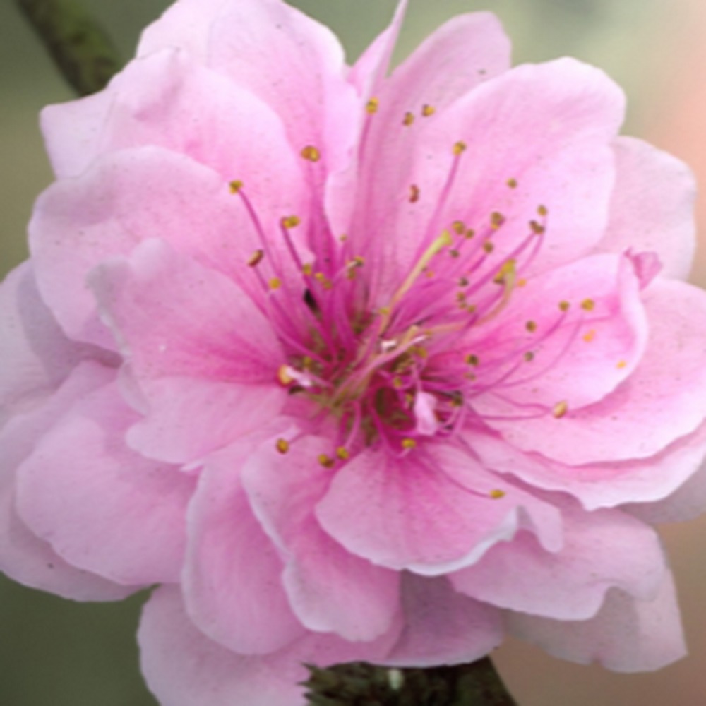 Meet your Posher, Cailan